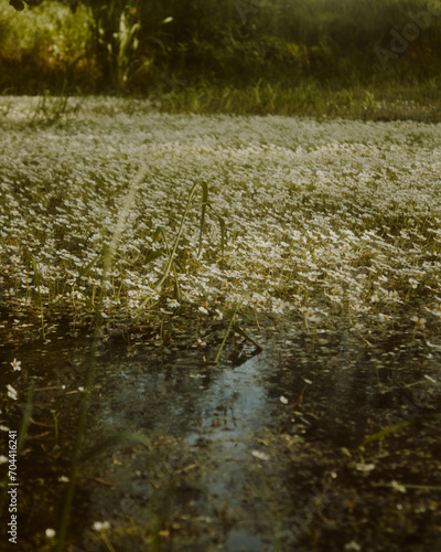 Plakat pond spring