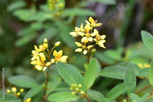 yellow flowers in the garden