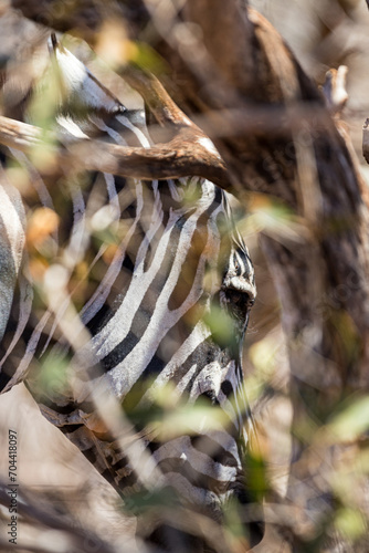 Zebra in savannah
