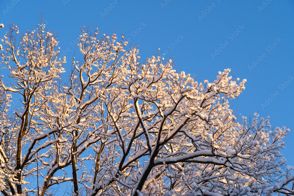 Branches of a tall oak tree covered with snow in the winter season. There is a blue sky in the background. Background. Form.