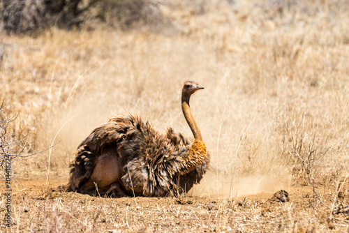 ostrich in the savannah