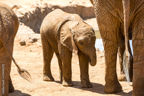 Elephant in the savannah