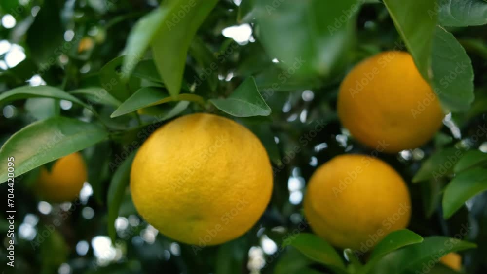 Citrus fruit growing in the imperial gardens in Tokyo, japan Citrus fruit growing in the imperial gardens in Tokyo, japan