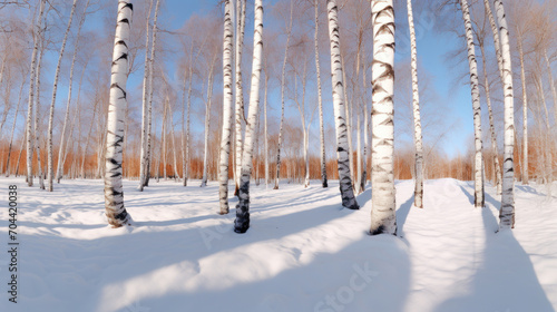 A tranquil winter landscape showcasing a forest of snow-covered birch trees under a clear blue sky.