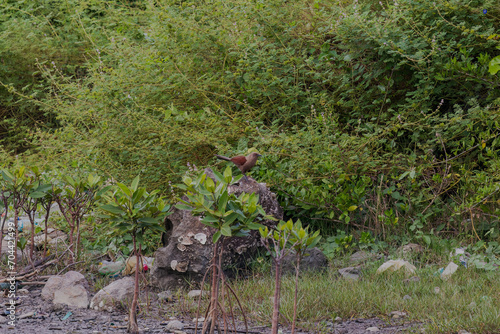 Andaman coucal or brown coucal (Centropus andamanensis) at South Andaman, India photo