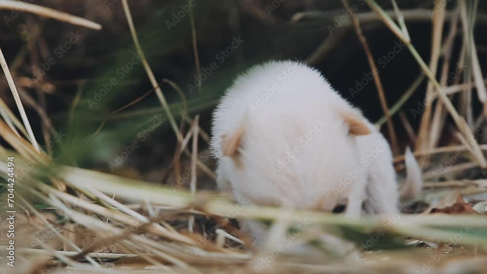 Cute Puppy dog or little dog playing on grass filed meadow on sunlight of daytime. Puppy joyful and funny on light of sun pass to green grass is beauty. Black brown and white fur body of dog. Cute Puppy dog or little dog playing on grass filed meadow on sunlight of daytime. Puppy joyful and funny on light of sun pass to green grass is beauty. Black brown and white fur body of dog.
