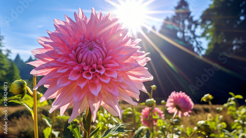 Pink dahlia in sunny August