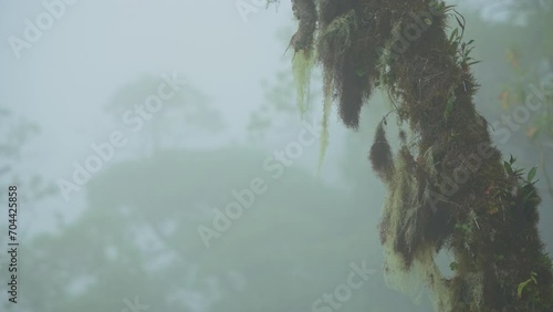Misty cloud forest in the foothills of the Chiriqui highlands in Baru volcano, Panama, Central America - stock video photo
