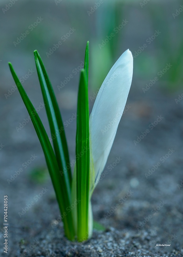 Fototapeta premium kROKUS