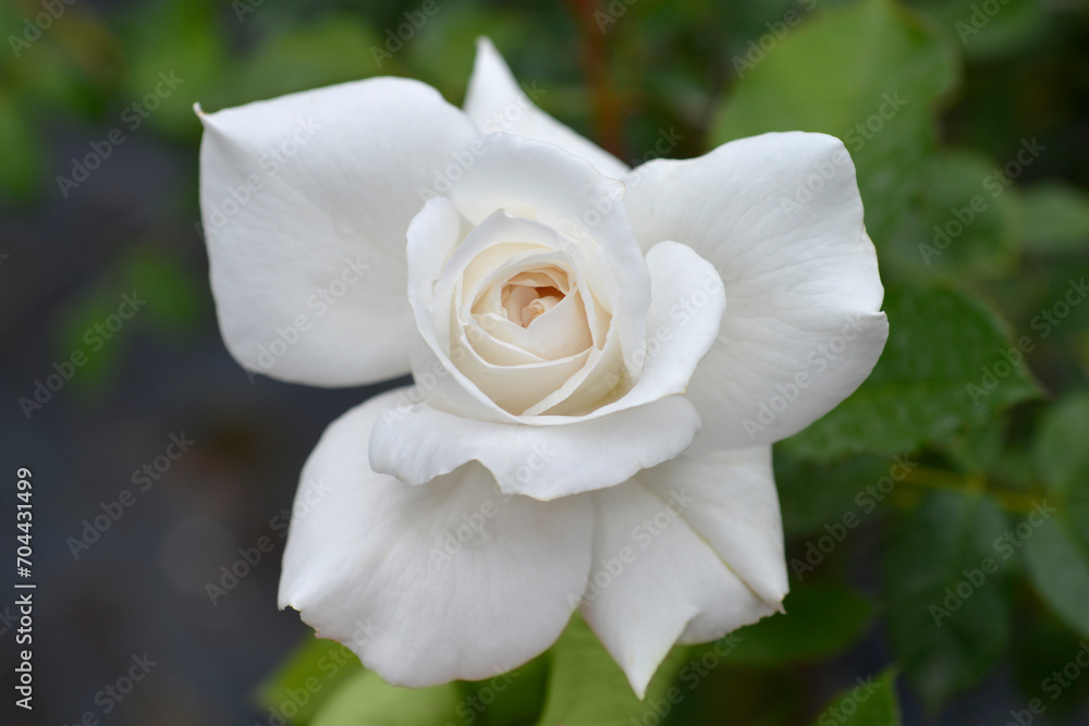 Rose Annapurna flower Rose Annapurna flower