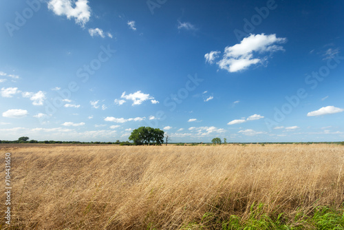 Dry grass in the field and trees on the horizon  July day