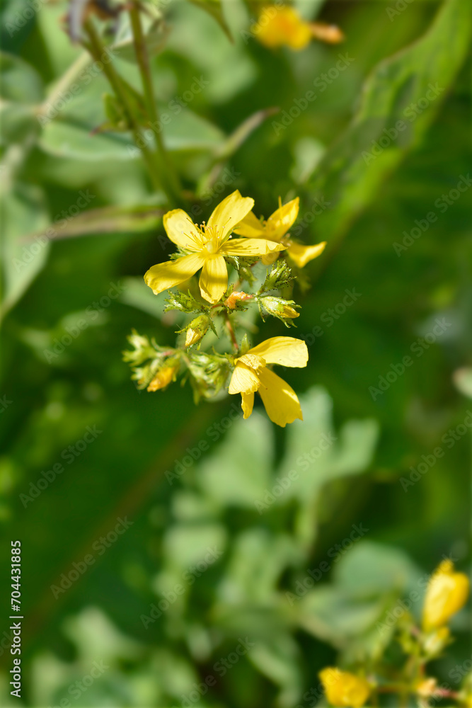 Mountain St Johns-wort flowers Mountain St Johns-wort flowers