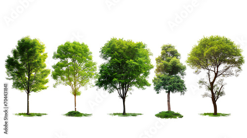 Pack of trees on transparent background PNG for decorating projects.