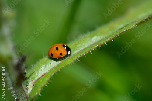 Seven-spot ladybird © nahhan