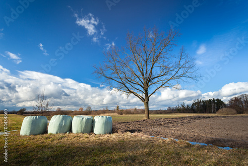 Bales of silage lying in a meadow and an oak tree without leaves growing next to a plowed field, Nowiny, eastern Poland
