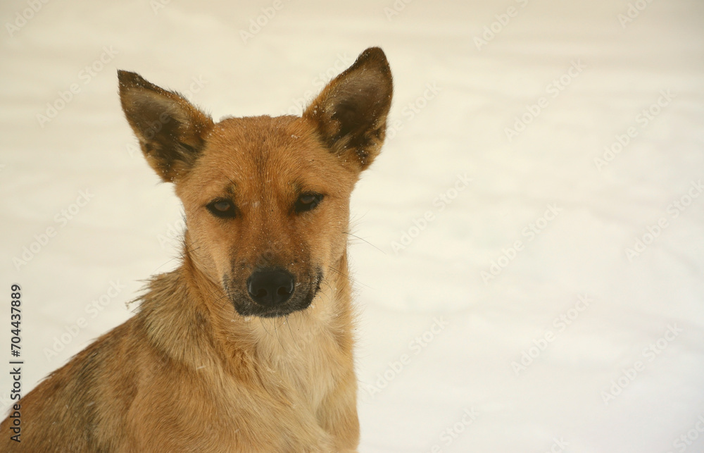 A stray homeless dog. Portrait of a sad orange dog on a snowy background A stray homeless dog. Portrait of a sad orange dog on a snowy background