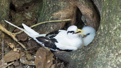 bird in the nest: White-tailed tropicbirds photo