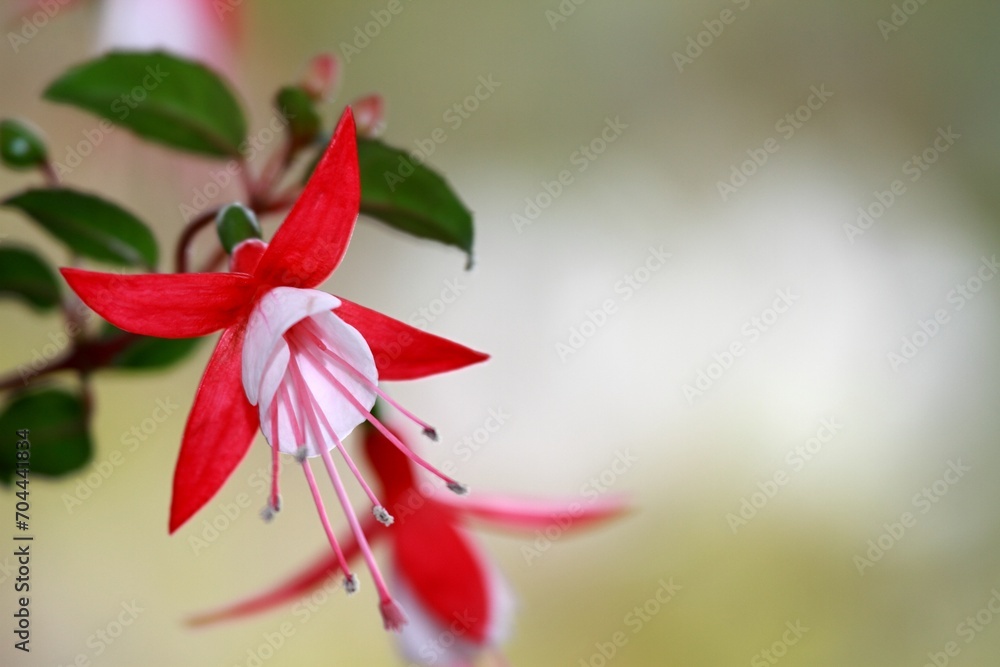 Beautiful red and pink  flower of fuchsia on natural background, copy space, soft focus. Selective focus of Fuchsia magellanica and blurred background.