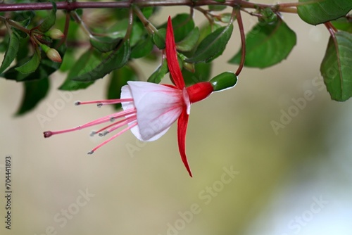 Beautiful red and pink  flower of fuchsia on natural background, copy space, soft focus. Selective focus of Fuchsia magellanica and blurred background photo