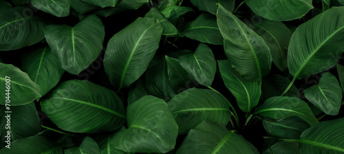 abstract green leaf texture, nature background, tropical leaf   © eakarat