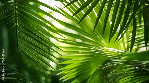 beautiful green jungle of lush palm leaves  palm trees in an exotic tropical forest  tropical plants nature concept for panorama wallpaper  selective sharpness