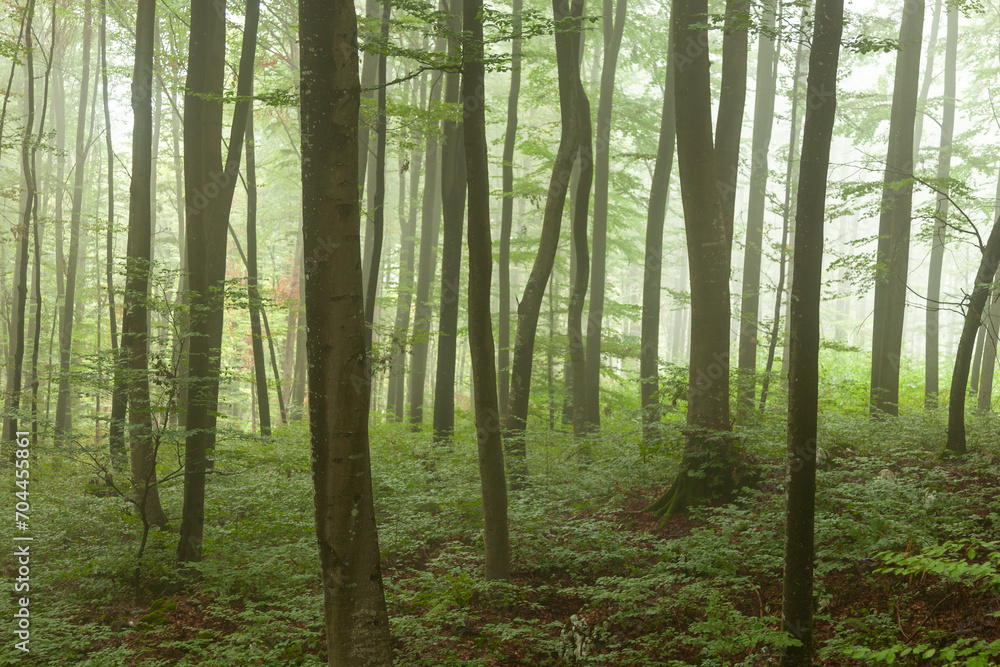 Beautiful green foggy forest tree landscape. Beautiful green foggy forest tree landscape.