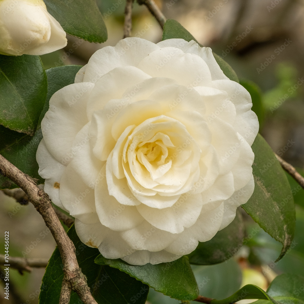 Camelia japonica Alba Plena Detail Blüte Camelia japonica Alba Plena Detail Blüte