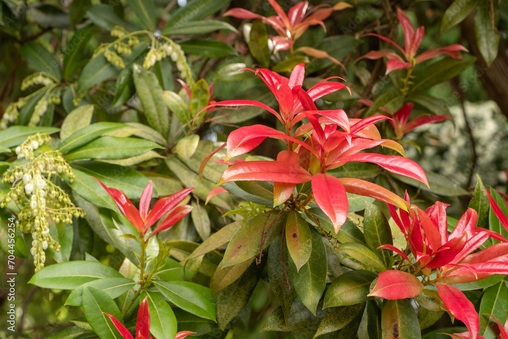 Pieris formosa Detaiul Blatt im Austrieb Pieris formosa Detaiul Blatt im Austrieb