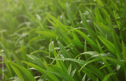 Close-up shot of dense grassy stems with dew drops. Macro shot of wet grass as background image for nature concept