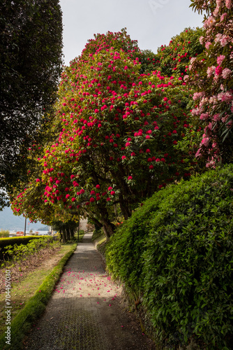 Rhododendron arboreum Sir Robert Peel © progarten