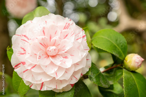 Obraz na płótnie Camelia japonica Principessa Clotilde Detail Blüte