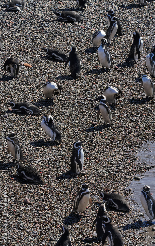 Fototapeta premium Puerto Madryn Argentina