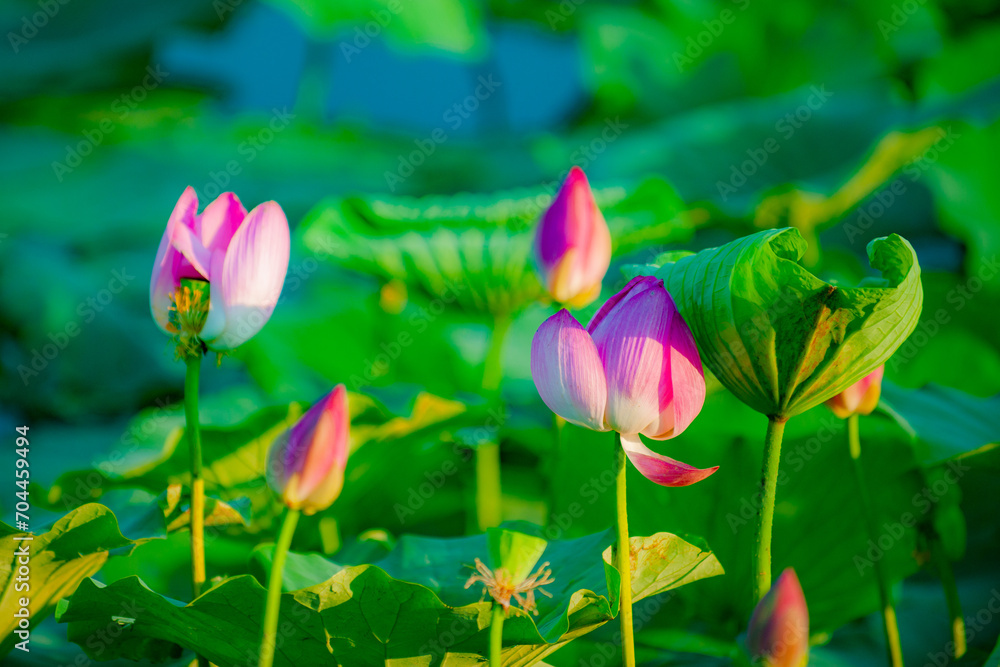 Lotus blooming in summer, in northern China Lotus blooming in summer, in northern China