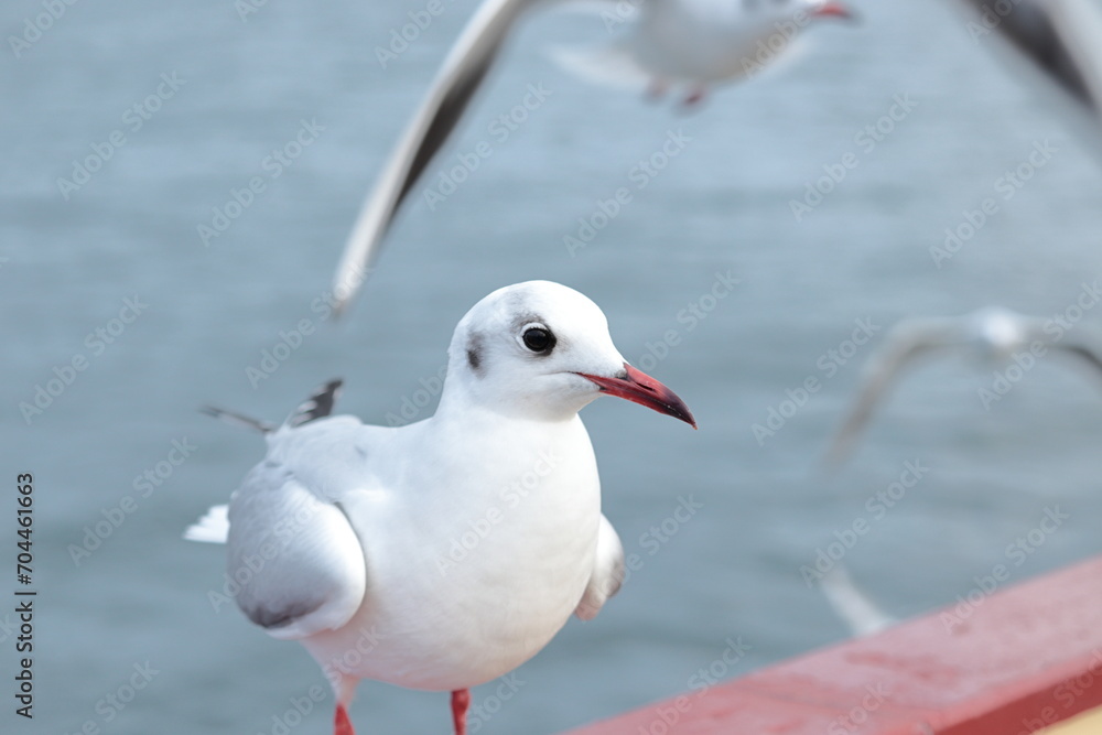 Obraz premium 海辺で羽を休める白色の鳥 クローズアップ ユリカモメ