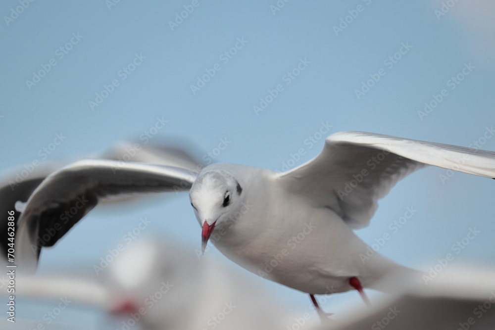 Obraz premium 飛びながら下を向くユリカモメ