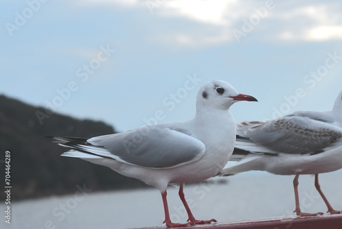 海辺で羽を休める白色の鳥