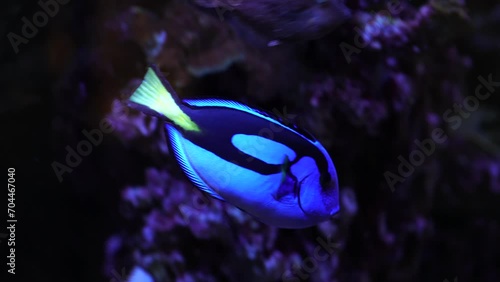 Video of Palette surgeonfish in aquarium photo