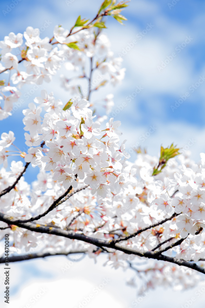 vertical photo, a tree branch adorned with white blossoms stands against a vivid blue sky, creating springtime scene. The clear background provides ample copy space vertical photo, a tree branch adorned with white blossoms stands against a vivid blue sky, creating springtime scene. The clear background provides ample copy space