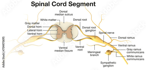 Spinal Cord Segment. Top View. Labeled 3D illustration