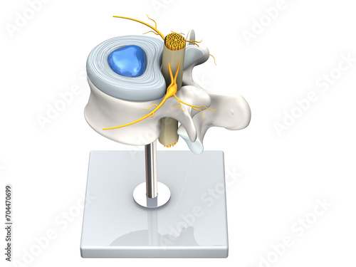Model of a healthy lumbar vertebra with disc and spinal cord. D Illustration photo