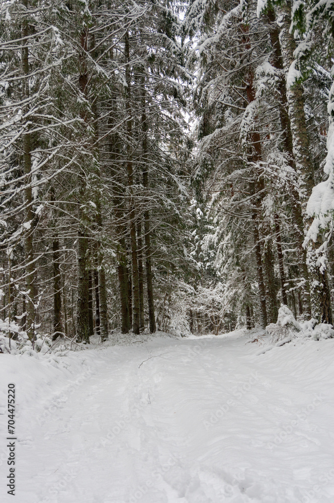 Coniferous forest covered with frost, winter landscape, snowy trees. Road in winter forest. Coniferous forest covered with frost, winter landscape, snowy trees. Road in winter forest.