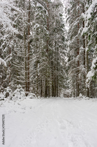 Coniferous forest covered with frost, winter landscape, snowy trees. Road in winter forest