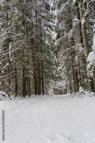 Coniferous forest covered with frost, winter landscape, snowy trees. Road in winter forest.