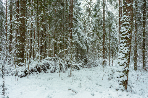 A picturesque view of a snow-covered pine forest. Winter forest. 
