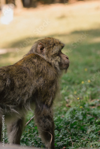 A macaque 