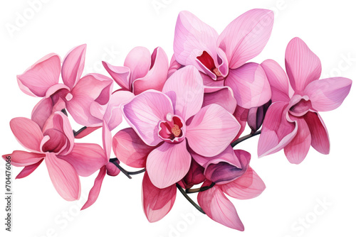 Pink orchid petals watercolor illustration isolated. Postcards and greeting cards design.