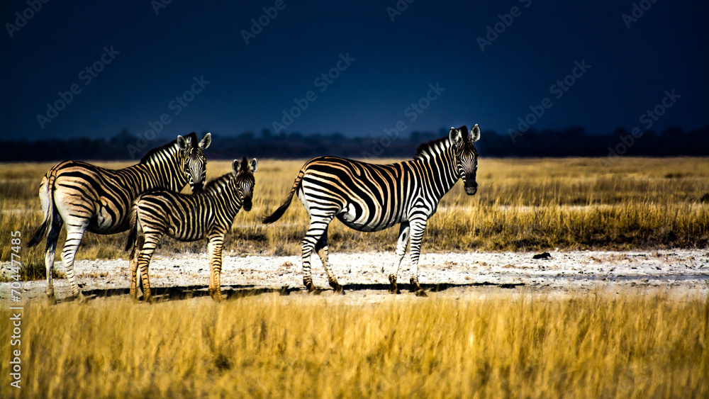Naklejka premium Zebras on salt pan
