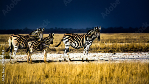 Zebras on salt pan