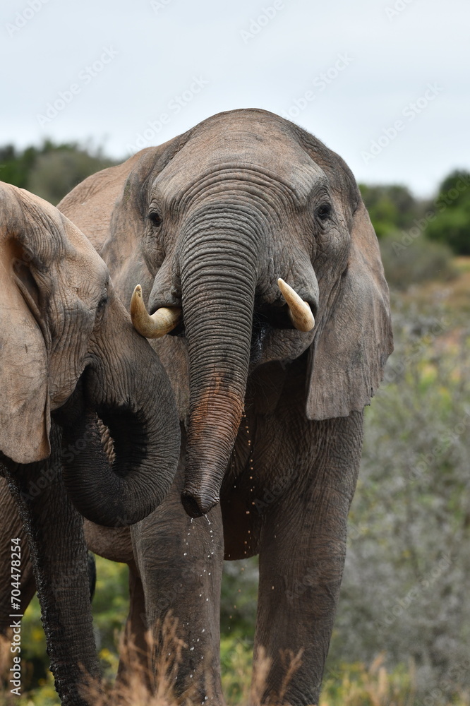 Fototapeta premium Bull Elephant at Addo Elephant National Park