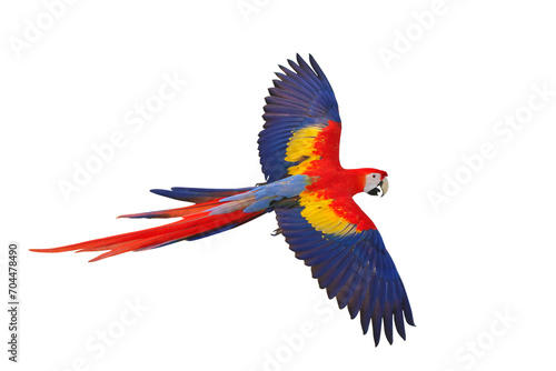 Colorful flying parrot isolated on transparent background png file © Passakorn